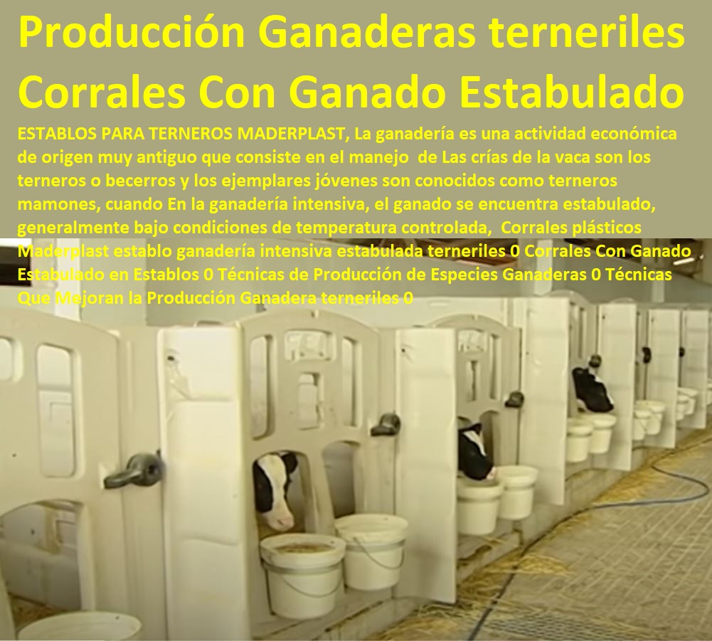 Corrales plásticos Maderplast establo ganadería intensiva estabulada terneriles 0 Corrales Con Ganado Estabulado en Establos 0 Técnicas de Producción de Especies Ganaderas 0 Técnicas Que Mejoran la Producción Ganadera terneriles 0 Corrales plásticos Maderplast establo ganadería intensiva estabulada terneriles 0 Corrales Con Ganado Estabulado en Establos 0 Ganaderías Tecnificadas, Explotación Ganadera Automatizada, Sistemas de Pastoreo, Estabulación de Ganado, Pastoreo Intensivo, Establos, Corrales, Saladeros, Comederos, Cerramientos, Postes, Técnicas de Producción de Especies Ganaderas 0 Técnicas Que Mejoran la Producción Ganadera terneriles 0